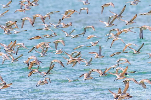 Sandy Straits Scenic & Wildlife Cruise - Tourism TAS 4