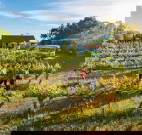 Barossa Valley Highlights from Barossa Valley Including Wine and Cheese Tasting - Hobart Tourism
