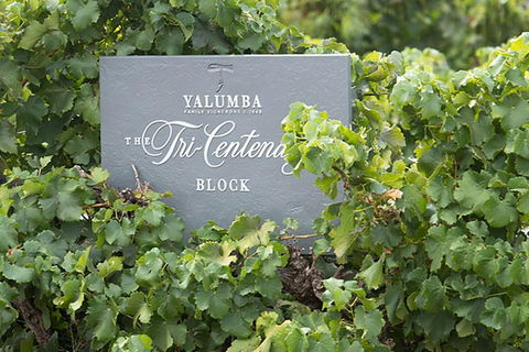 Yalumba Nursery & Grenache Discovery Tour + Platter Lunch - Hobart Tourism 0