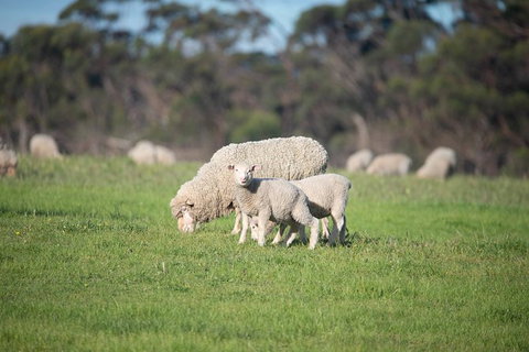 Fine Flavours - Full Day Kangaroo Island Food & Wine Tour - Hobart Tourism 9