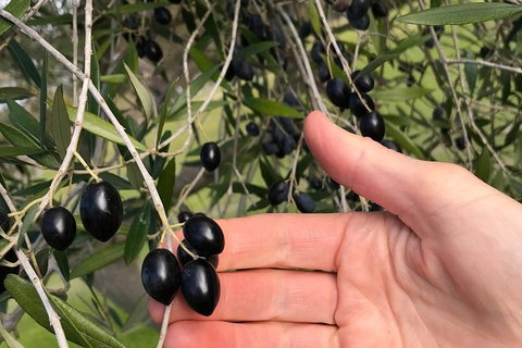 Fine Flavours - Full Day Kangaroo Island Food & Wine Tour - Hobart Tourism 4