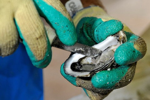 Fine Flavours - Full Day Kangaroo Island Food & Wine Tour - Hobart Tourism 8