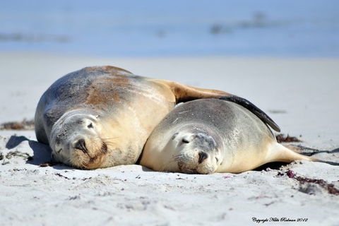 NEW TOUR - Kangaroo Island Road To Recovery Tour (1 Day/1 Night) - Tourism TAS 3