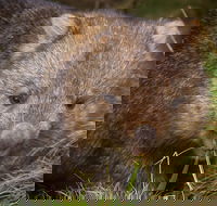 Cradle Mountain Wildlife Spotting after Dark - Tourism TAS