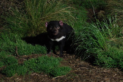 After Dark Tasmanian Devil Feeding Tour At Cradle Mountain - Tourism TAS 1