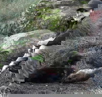 After Dark Tasmanian Devil Feeding Tour at Cradle Mountain - Tourism TAS