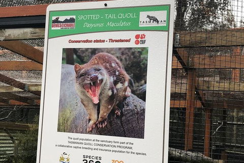 After Dark Tasmanian Devil Feeding Tour At Cradle Mountain - Tourism TAS 2