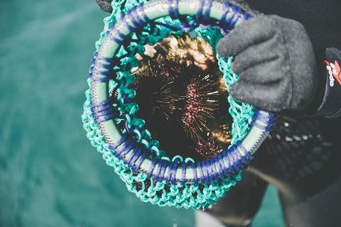 Deep-to-Dish: Tasmanian Seafood Experience - Afternoon Tour - Hobart Tourism 5