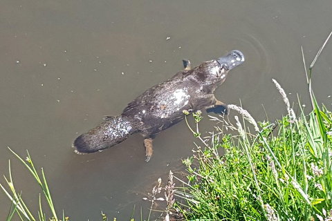 Cruise Ship Excursion: Gourmet Food & Wine - Tourism TAS 2