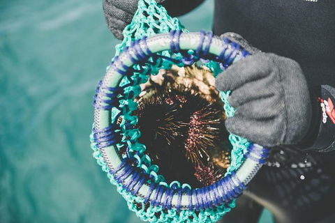 Deep-to-Dish: Tasmanian Seafood Experience - Morning Tour - Tourism TAS 6