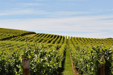 Launceston Wine & Sightseeing Tours - Hobart Tourism 3