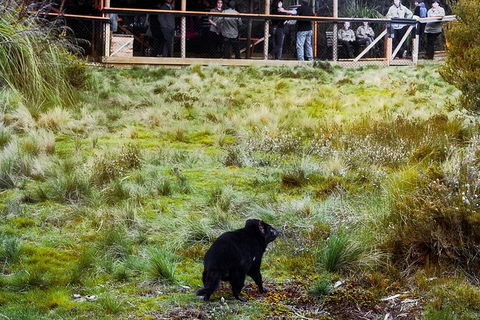 1-Hour Tasmanian Devil Feeding Day Tour At Cradle Mountain - Tourism TAS 4