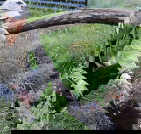 1-Hour Tasmanian Devil Feeding Day Tour at Cradle Mountain - Tourism TAS