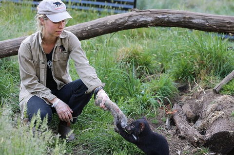 1-Hour Tasmanian Devil Feeding Day Tour At Cradle Mountain - Tourism TAS 0