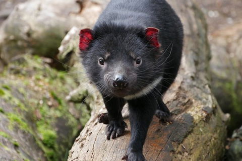 1-Hour Tasmanian Devil Feeding Day Tour At Cradle Mountain - Tourism TAS 1