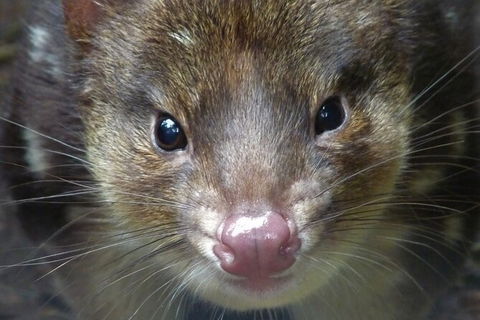 1-Hour Tasmanian Devil Feeding Day Tour At Cradle Mountain - Tourism TAS 2