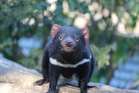 1-Hour Tasmanian Devil Feeding Day Tour At Cradle Mountain - Tourism TAS 5