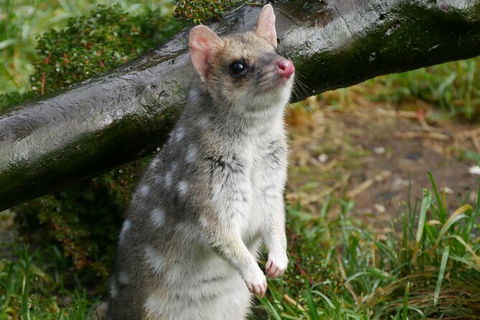 1-Hour Tasmanian Devil Feeding Day Tour At Cradle Mountain - Tourism TAS 3