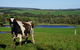 Private Great Ocean Road Day Tour From Melbourne - thumb 9
