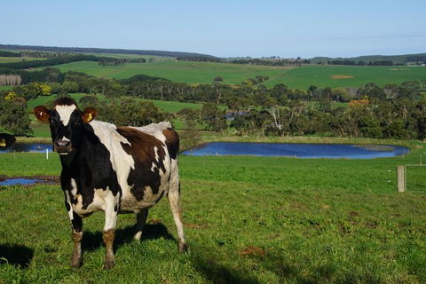 Private Great Ocean Road Day Tour From Melbourne - Tourism TAS 9