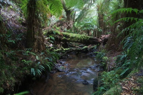 Private Great Ocean Road Day Tour From Melbourne - Tourism TAS 10