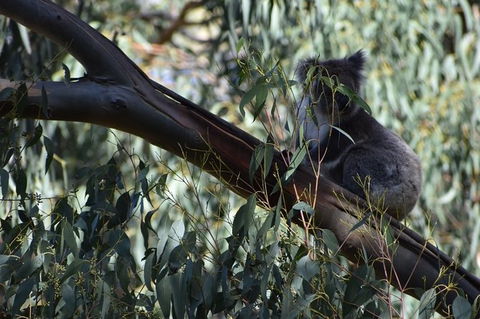 Great Ocean Road Tour Plus Koalas, Forest Walk And Morning Tea. - Tourism TAS 2