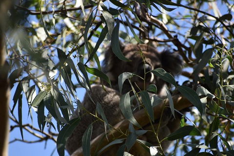 Great Ocean Road Tour Plus Koalas, Forest Walk And Morning Tea. - Tourism TAS 6
