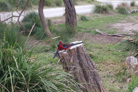 Wilsons Promontory Brainstorming Escape - Tourism TAS 5