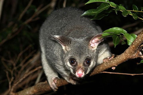 Wilsons Promontory Brainstorming Escape - Tourism TAS 3