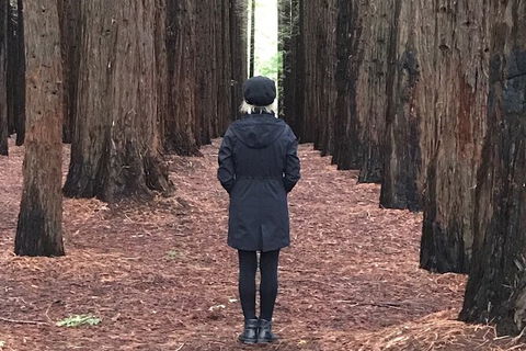 Private Aqueduct To California Redwoods Hiking Tour - Tourism TAS 1