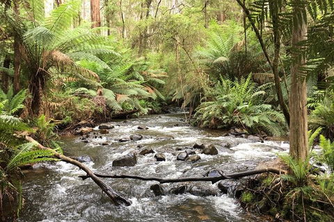 Private Aqueduct To California Redwoods Hiking Tour - Tourism TAS 3