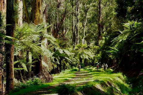 Private Aqueduct To California Redwoods Hiking Tour - Tourism TAS 2