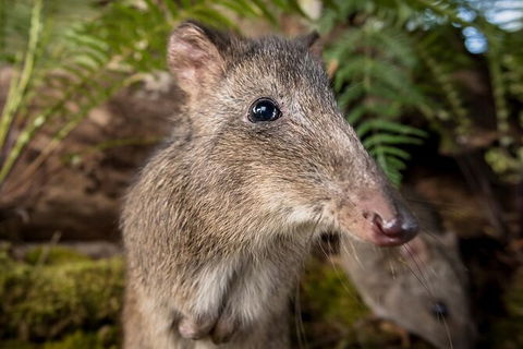 Walk With Wildlife: Guided Tour In Great Ocean Road - Hobart Tourism 1