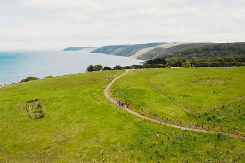 Walk With Wildlife: Guided Tour In Great Ocean Road - Hobart Tourism 3