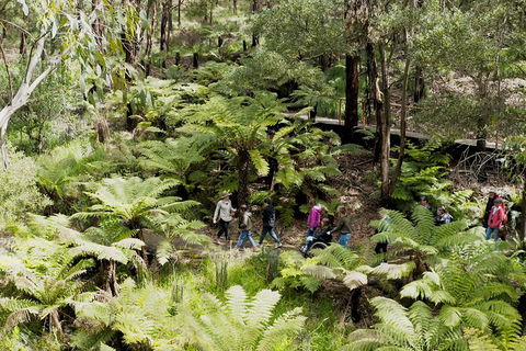 Walk With Wildlife: Guided Tour In Great Ocean Road - Hobart Tourism 6