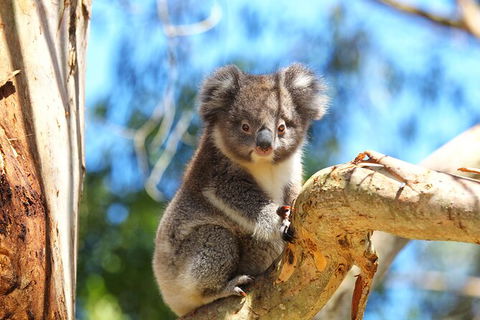 Walk With Wildlife: Guided Tour In Great Ocean Road - Hobart Tourism 2