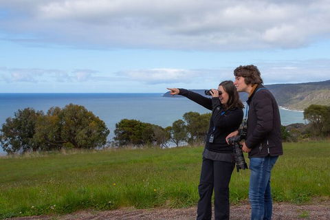 Walk With Wildlife: Guided Tour In Great Ocean Road - Hobart Tourism 5