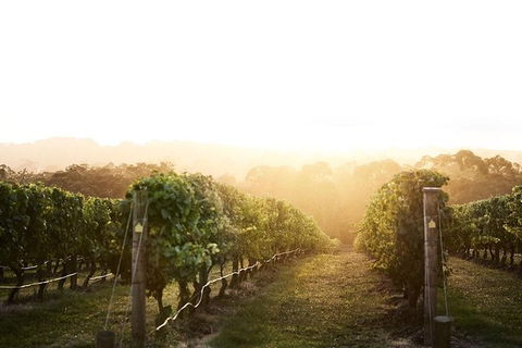 Mornington Peninsula 2-6 Guests Lunch Rare Hare Or Merricks General Wine Store - Tourism TAS 2