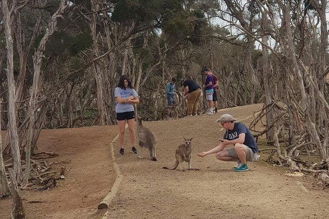 Phillip Island Penguin And Wildlife Tour - Hobart Tourism 34