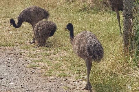 Phillip Island Penguin And Wildlife Tour - Hobart Tourism 32