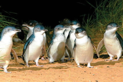 Phillip Island Penguin And Wildlife Tour - Hobart Tourism 0