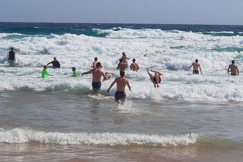 Phillip Island Penguin And Wildlife Tour - Hobart Tourism 18