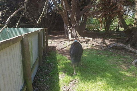 Phillip Island Penguin And Wildlife Tour - Hobart Tourism 5