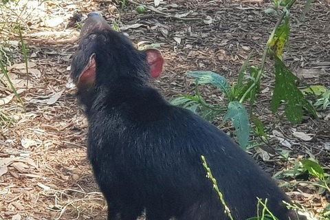 Phillip Island Penguin And Wildlife Tour - Hobart Tourism 26