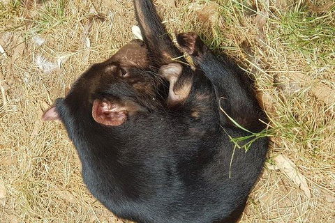 Phillip Island Penguin And Wildlife Tour - Hobart Tourism 23