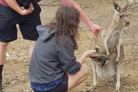 Phillip Island Penguin And Wildlife Tour - Hobart Tourism 12