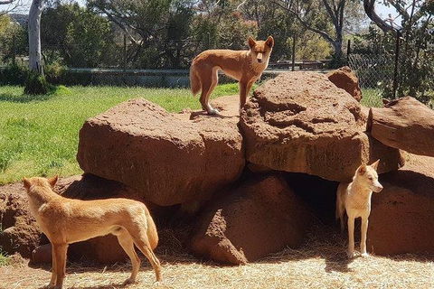 Phillip Island Penguin And Wildlife Tour - Hobart Tourism 7