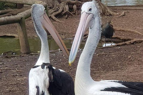 Phillip Island Penguin And Wildlife Tour - Hobart Tourism 6