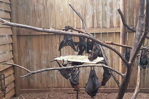 Phillip Island Penguin And Wildlife Tour - Hobart Tourism 31