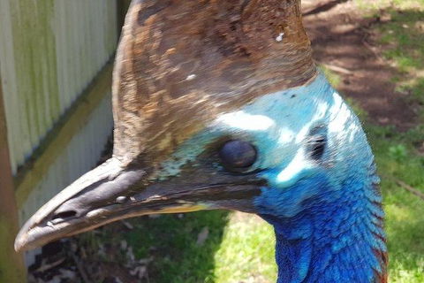 Phillip Island Penguin And Wildlife Tour - Hobart Tourism 19